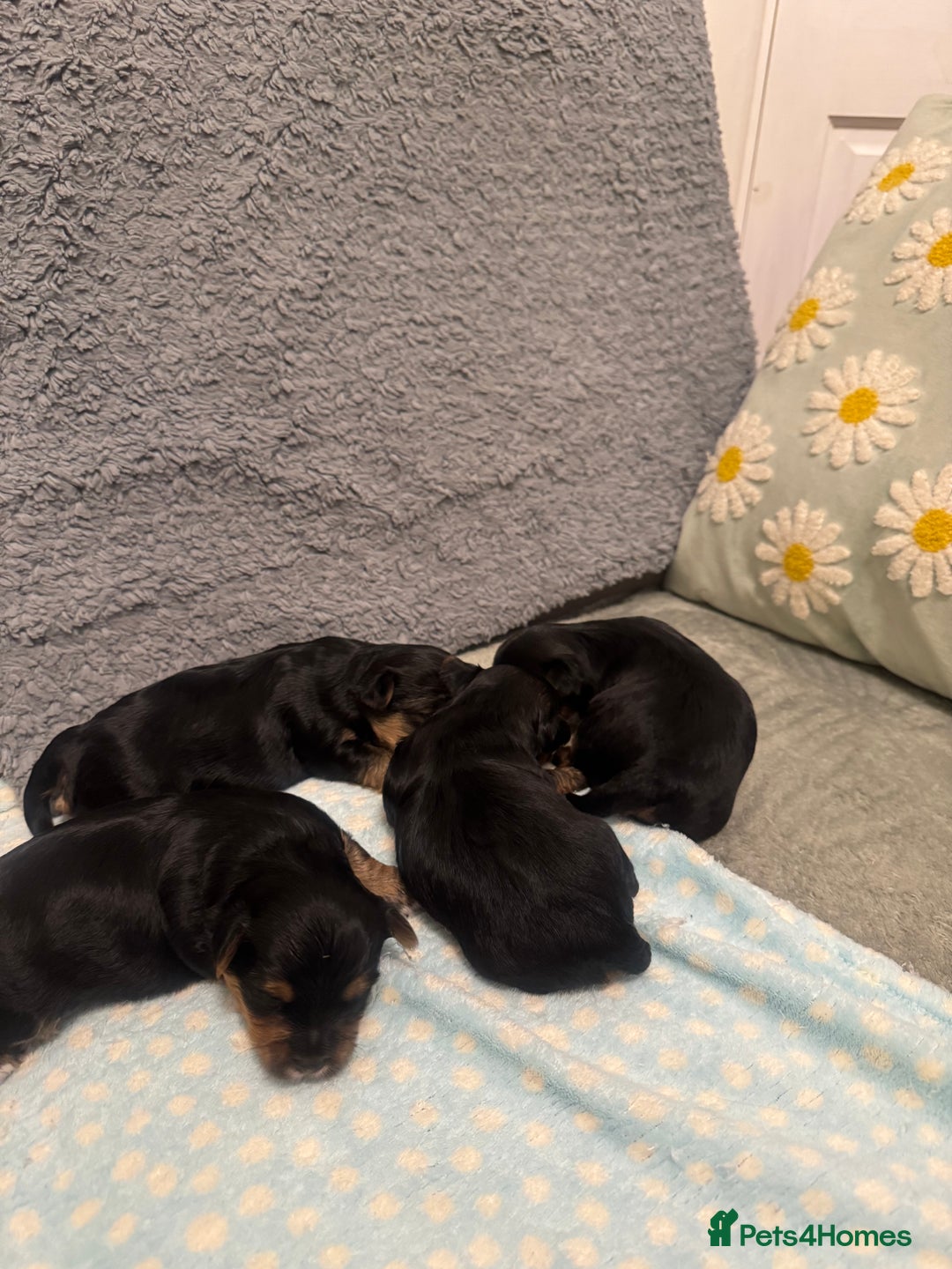 Yorkshire Terrier dogs for sale: YORKSHIRE TERRIER 3 BOYS 1 GIRL  - Image 3