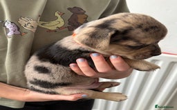 Pomchi dogs for sale: Beautiful Pomchi puppies  - Image 16