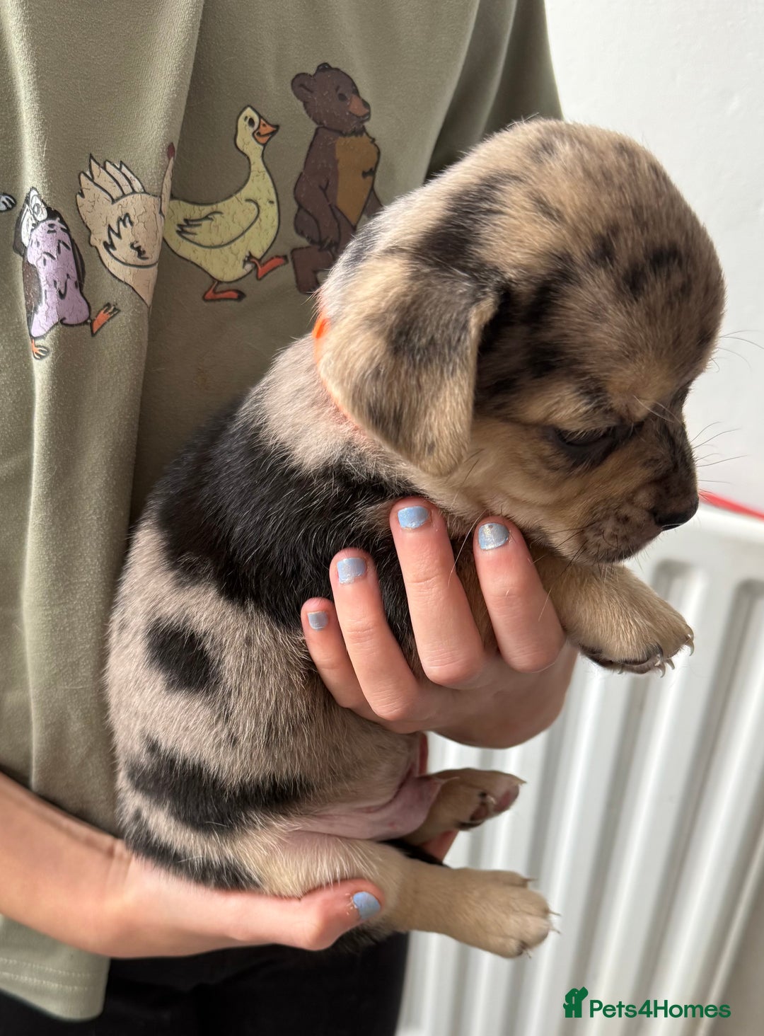 Pomchi dogs for sale: Beautiful Pomchi puppies  - Image 16