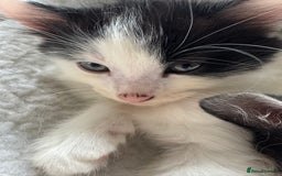 Mixed Breed cats for sale: Black white and ginger kittens for sale  - Image 1
