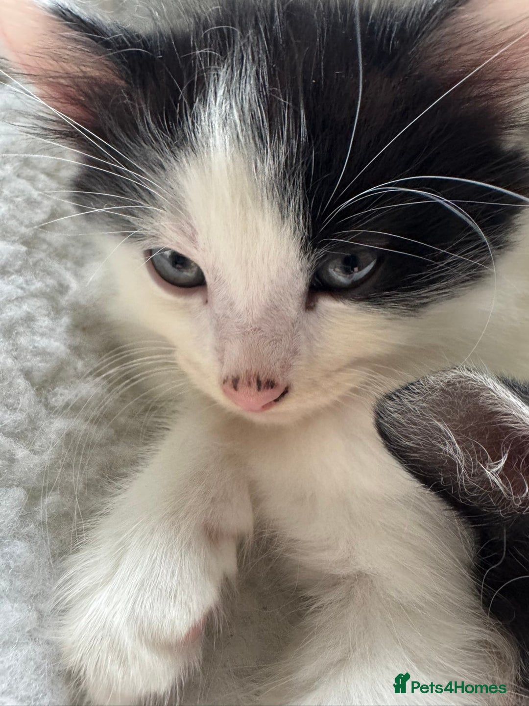 Mixed Breed cats for sale: Black white and ginger kittens for sale  - Image 1