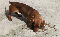 Miniature Dachshund dogs for sale: PRA CLEAR ADULT MINIATURE DACHSHUND FEMALE  - Image 4
