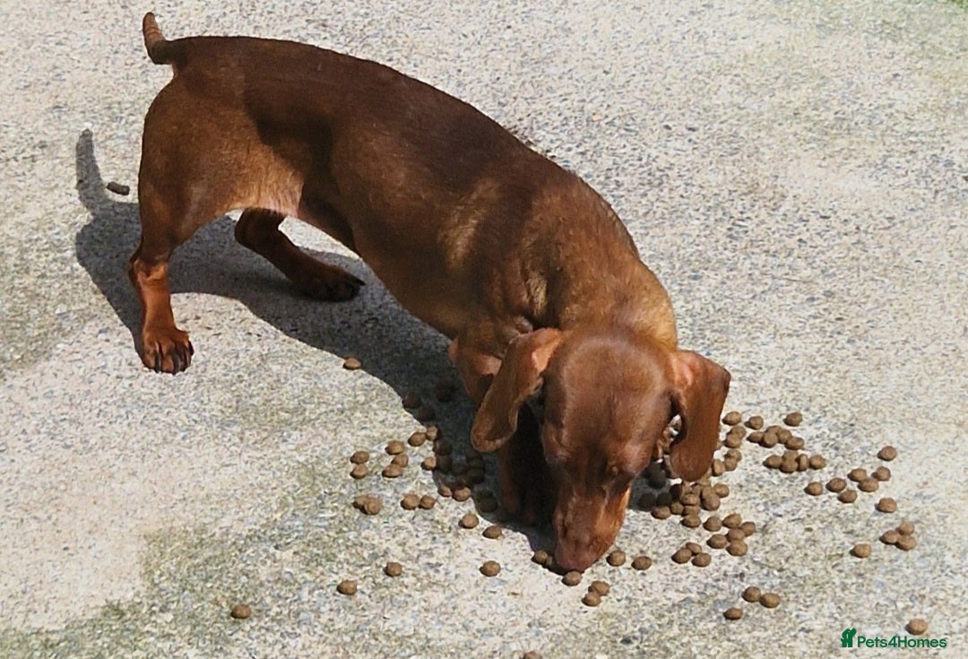 Miniature Dachshund dogs for sale: PRA CLEAR ADULT MINIATURE DACHSHUND FEMALE  - Image 4