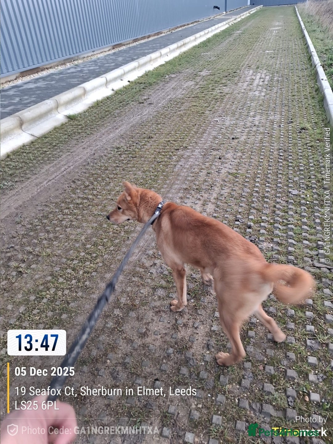 Mixed Breed dogs for sale: Bella - Advert 4