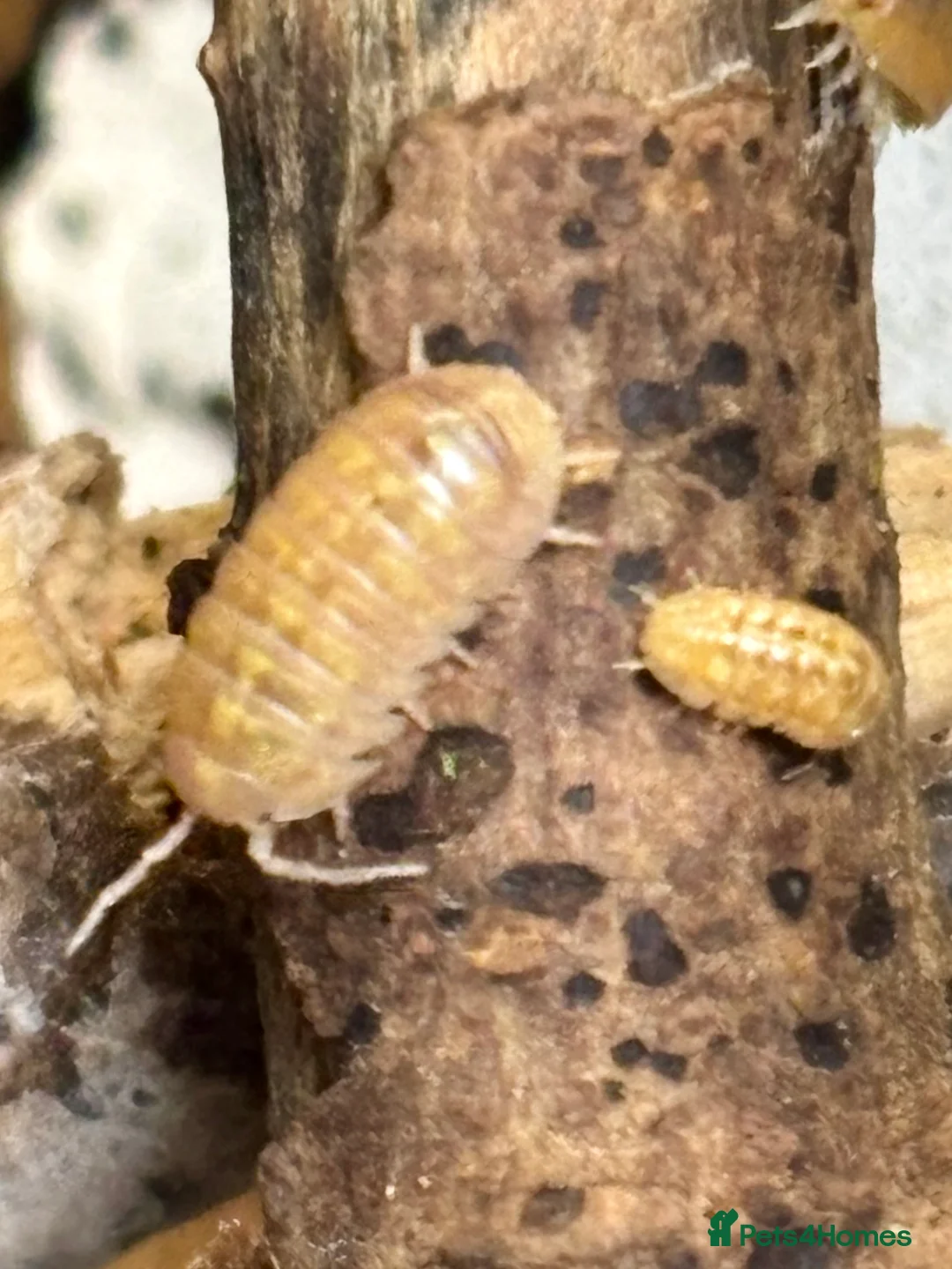 Isopods invertebrates for sale: Mixed types Isopods Orange Springtails  - Advert 10