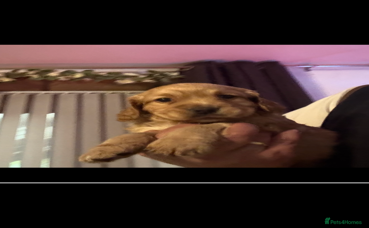 Cocker Spaniel dogs - Advert 2