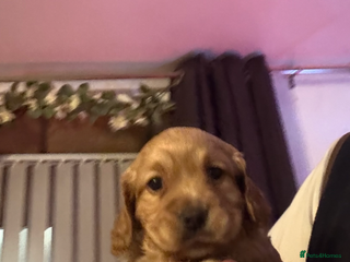 Cocker Spaniel dogs - Advert 1