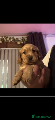 Cocker Spaniel dogs - Advert 2