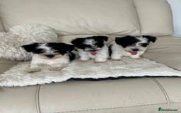 Biewer Terrier dogs for sale: ✨ Beautiful Biewer x Biro Terrier Puppies✨   - Image 3