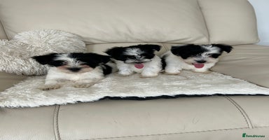 Biewer Terrier dogs - Advert 1