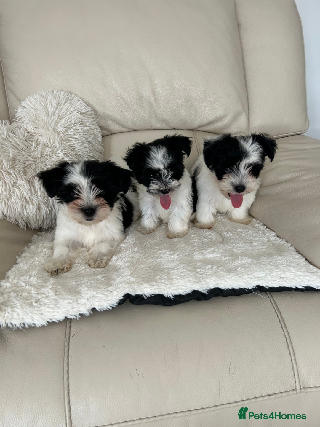 Biewer Terrier dogs for sale: ✨ Beautiful Biewer x Biro Terrier Puppies✨   - Image 3