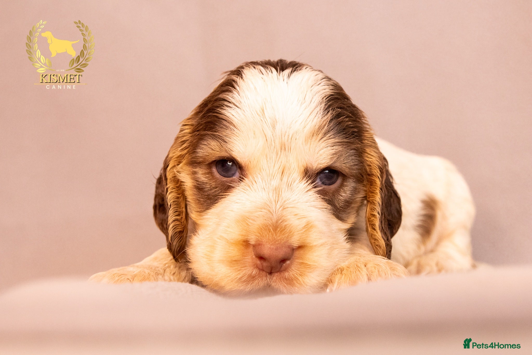 Cocker Spaniel dogs TRUE SHOW TYPE COCKER SPANIELS - Advert 2
