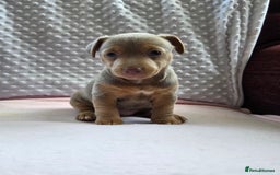 Jack Russell dogs for sale: *Only Lilac&Tan Girl Available* Beautiful JR Pups in Goole - Image 1