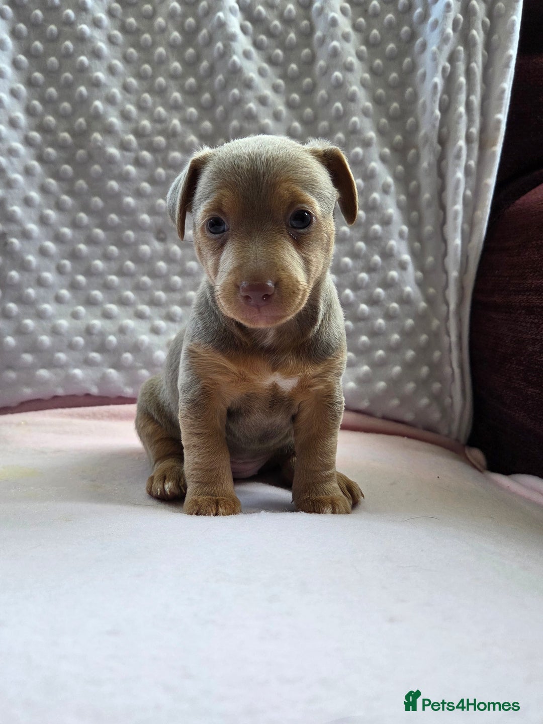 Jack Russell dogs for sale: *Only Lilac&Tan Girl Available* Beautiful JR Pups in Goole - Image 1