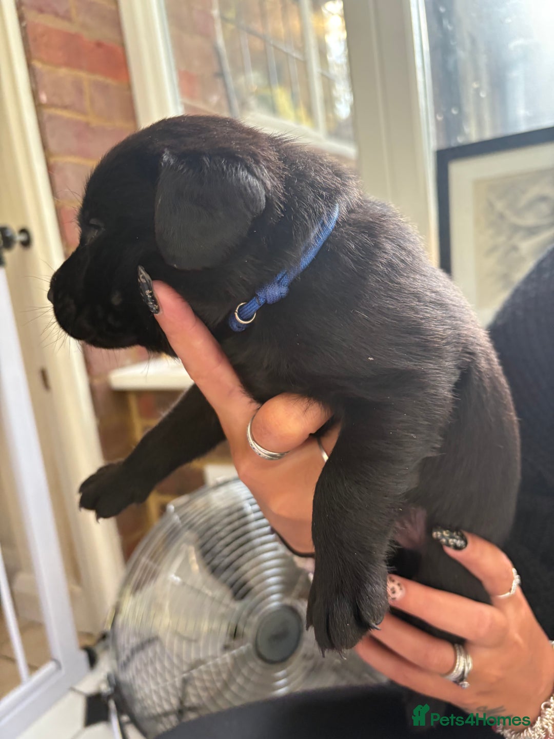 Labrador Retriever dogs for sale: Labrador puppies - Ready Now  - Image 23