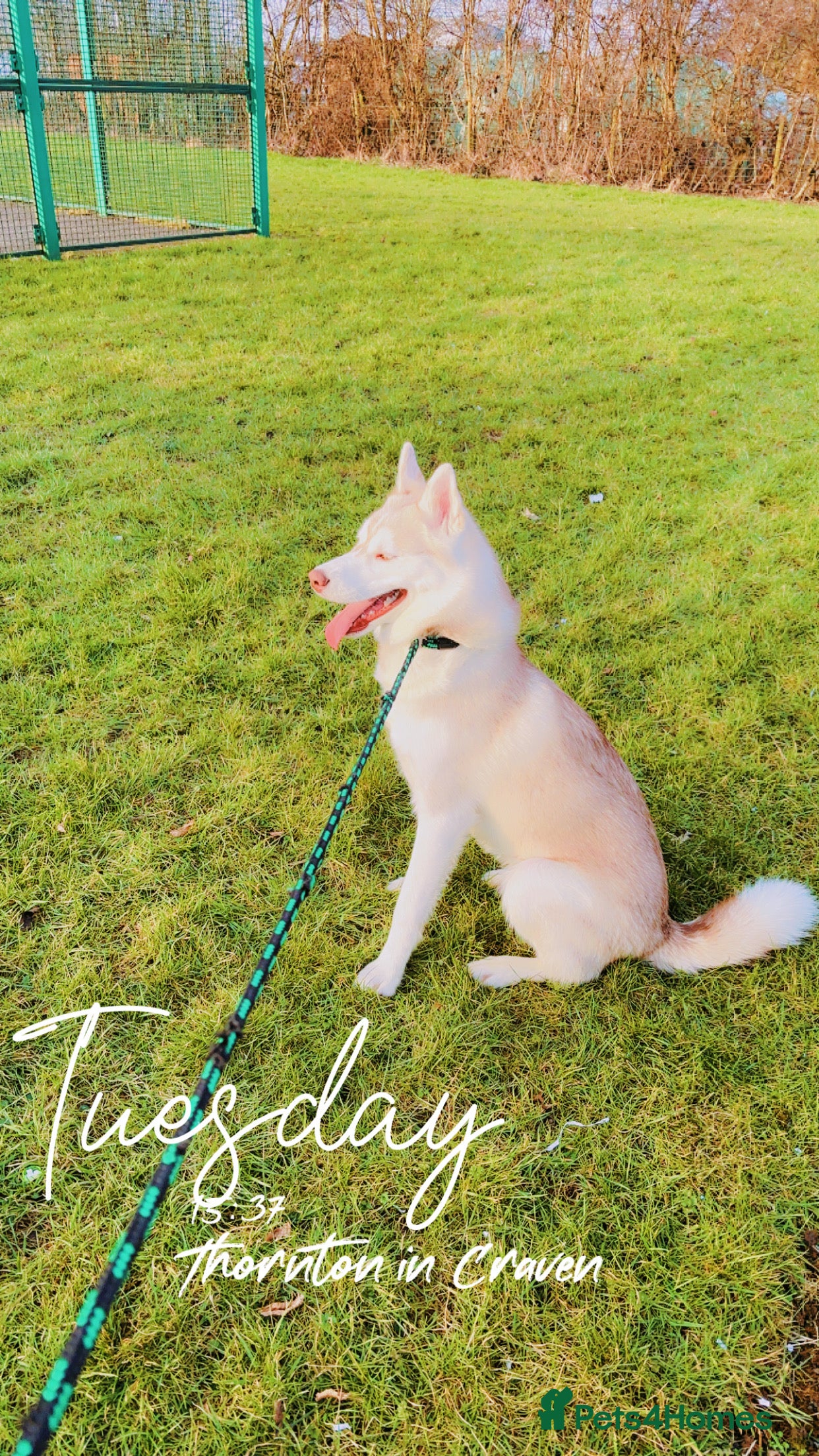 Siberian Husky dogs Max 13 month old husky  - Advert 19