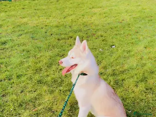 Siberian Husky dogs Max 13 month old husky - Advert 19