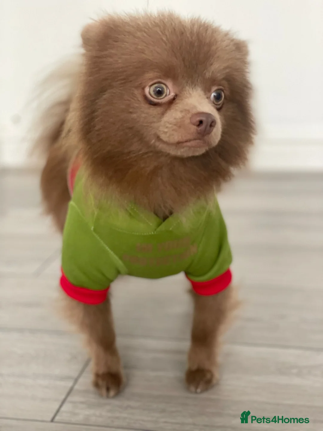 Pomeranian dogs for stud: Kai Kai lilac boy 💜  ( STUD ONLY ) (PROVEN)  in Liverpool - Advert 11