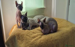 Sphynx cats for sale: Silver elf and black little babies - Image 29
