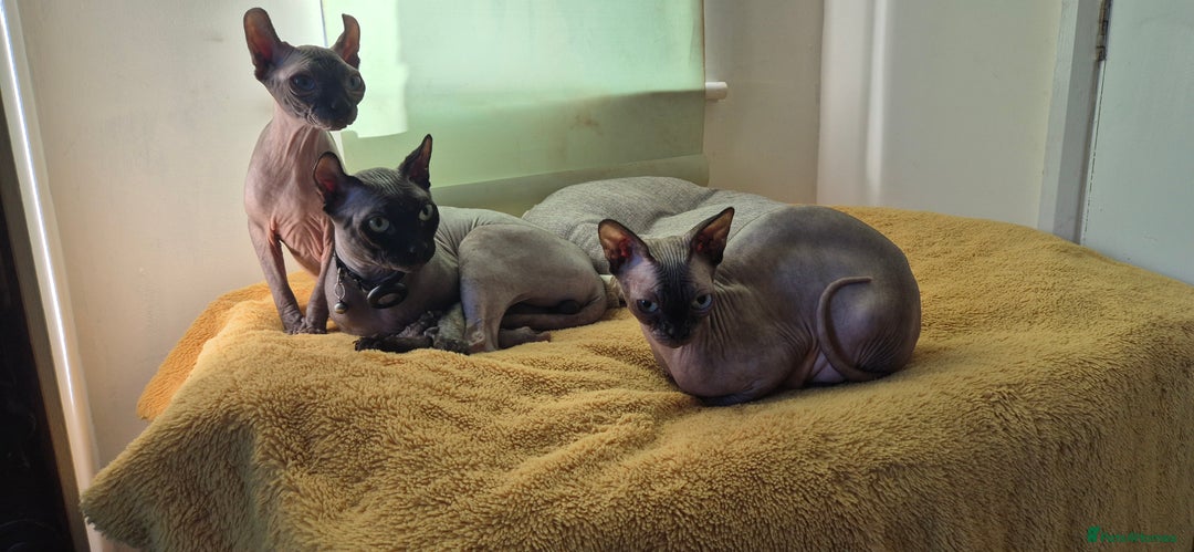 Sphynx cats for sale: Silver elf and black little babies - Image 29