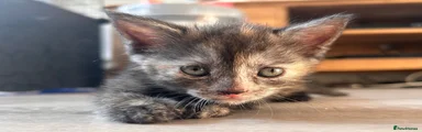 Tortie girl 