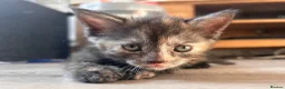 British Shorthair cats for sale: Stunning British short hair kittens - Advert 22