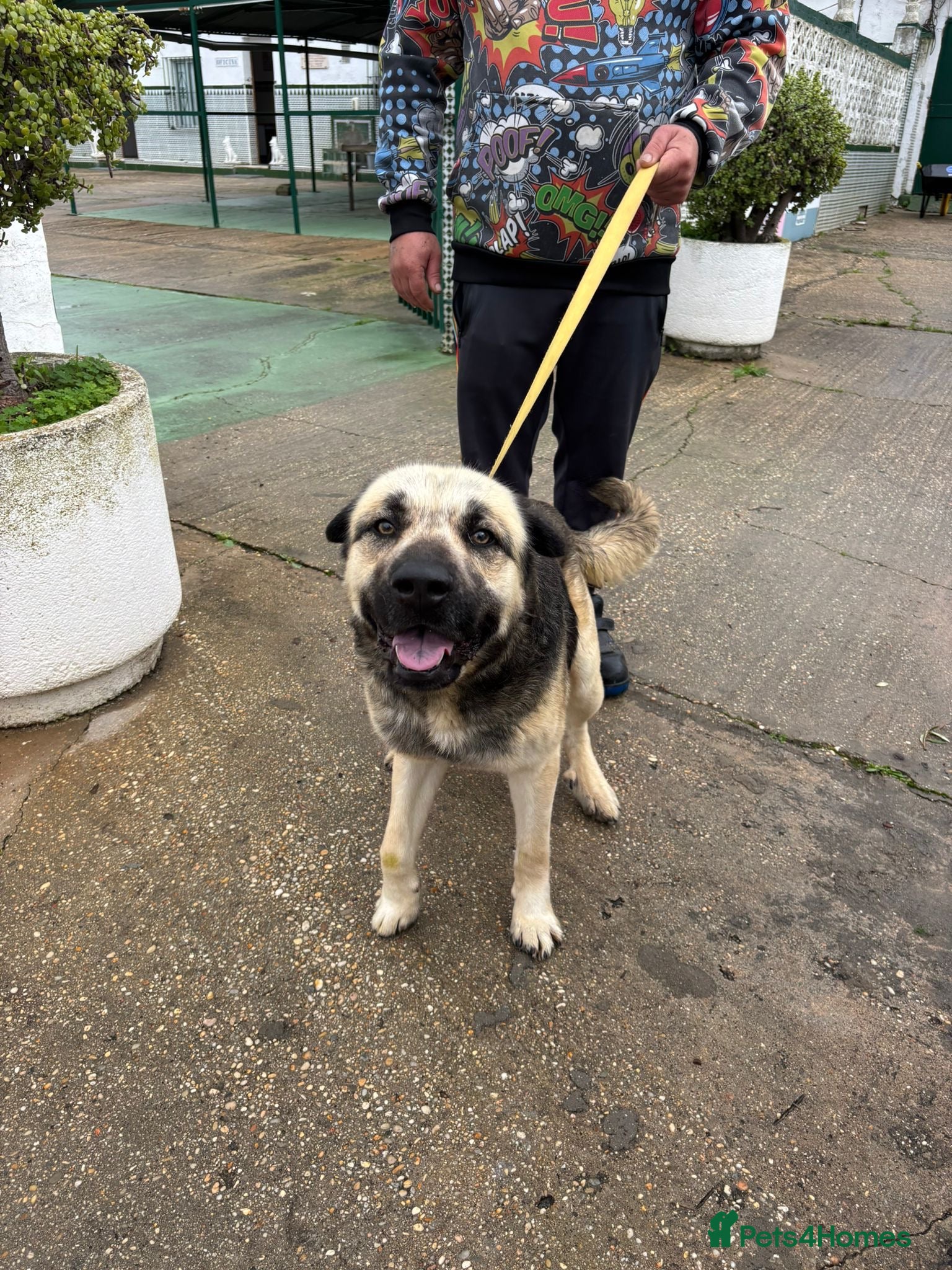 Mixed Breed dogs Please rescue Titan❤️🐾from the Kill Station - Advert 14
