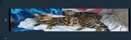 Bengal cats for sale: Beautiful Bengal kitten in Whitchurch - Advert 3
