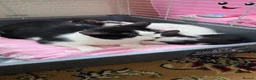 Mixed Breed cats for sale: Aliev - Advert 5