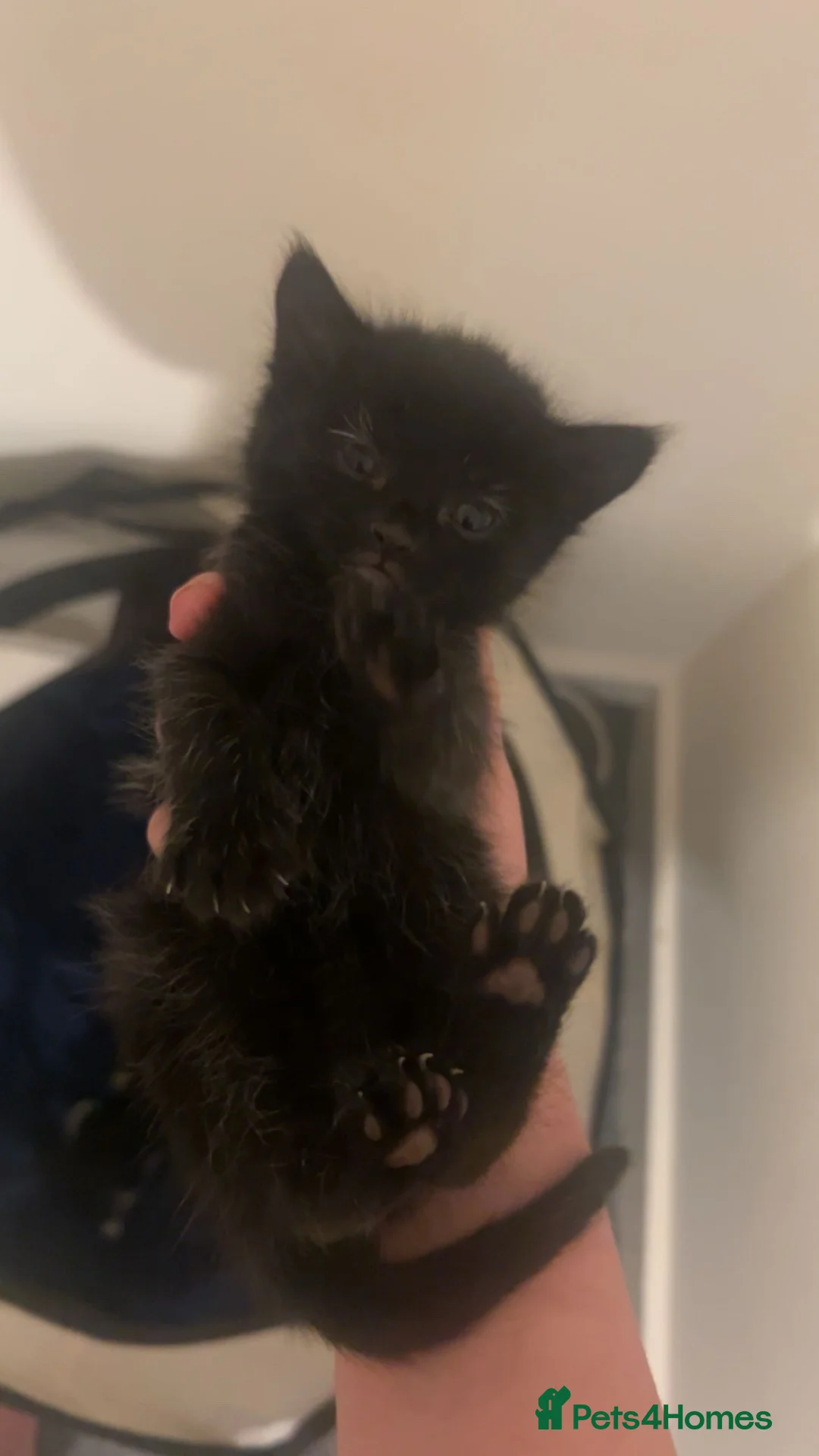 Domestic Shorthair cats for sale: 3 black and white kittens in Birmingham - Advert 7