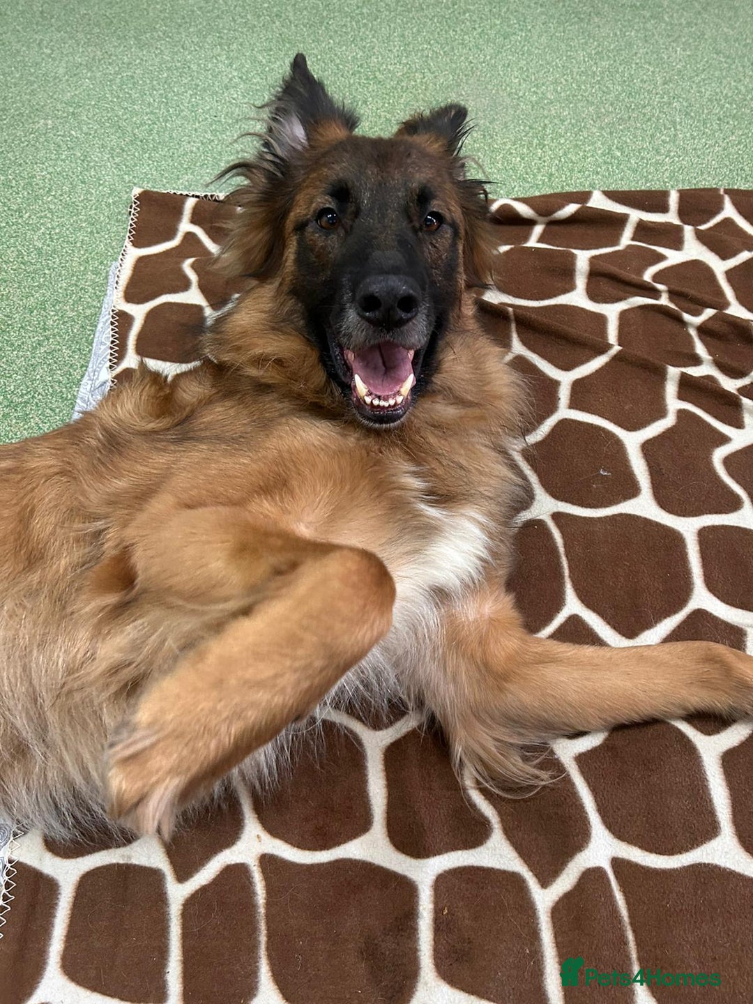 German Shepherd dogs for adoption: Biggie - Advert 3