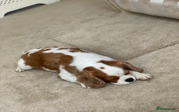 Cavapoo dogs for sale: ⭐️Health tested cavapoo baby’s⭐️ - Image 6