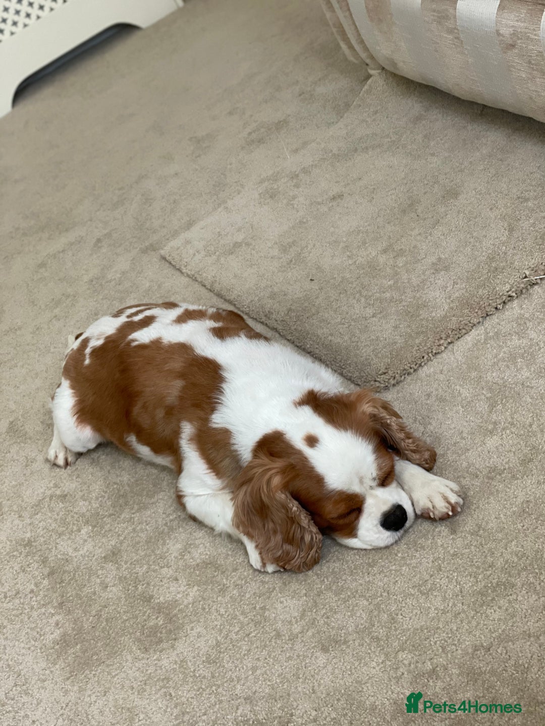 Cavapoo dogs for sale: ⭐️Health tested cavapoo baby’s⭐️ - Image 6