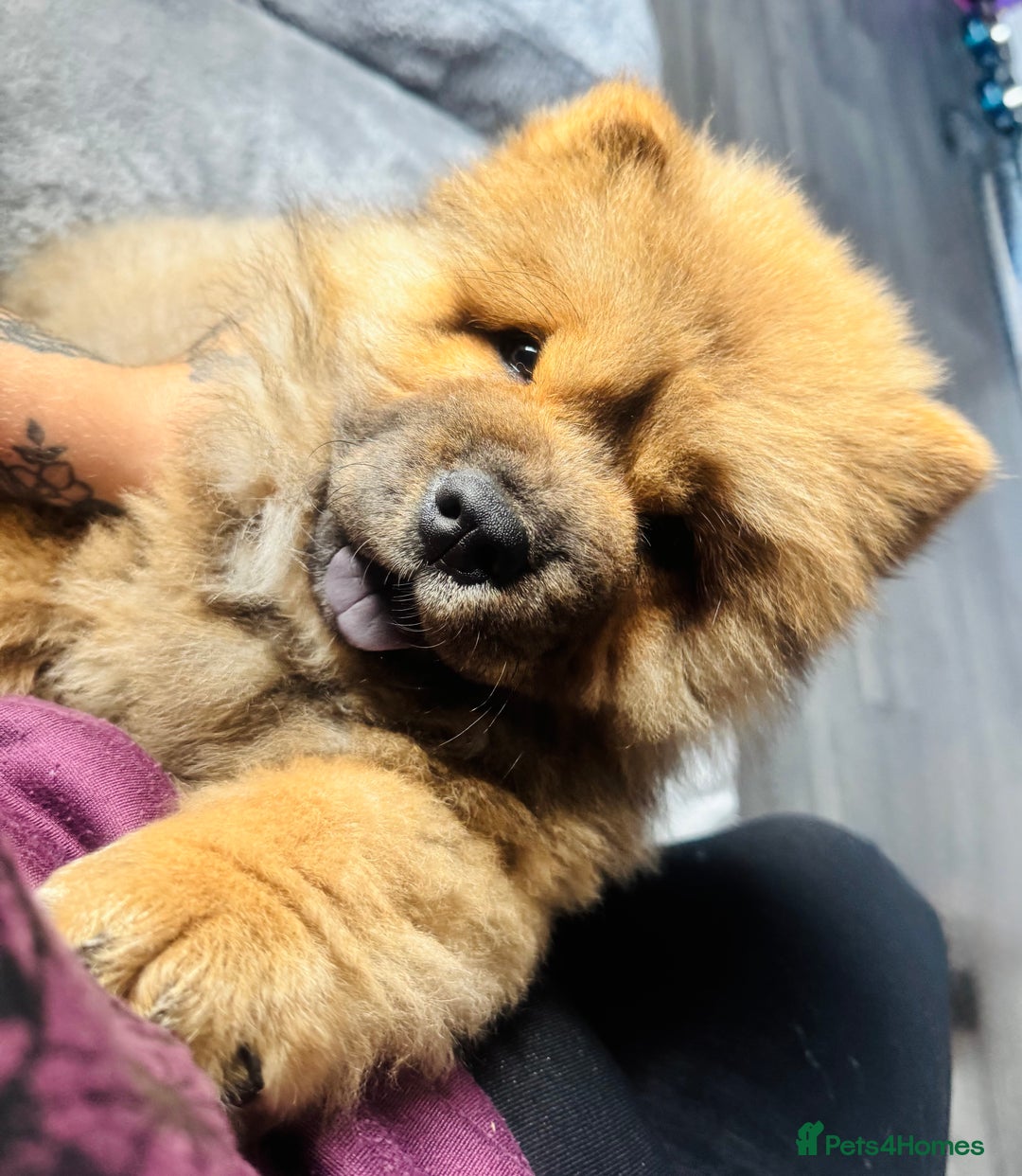 Chow Chow dogs for sale: 4 month old chow chow male  - Image 6