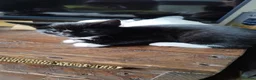 Mixed Breed cats for sale: 4 tuxedo black/white cuties looking for a home - Advert 32