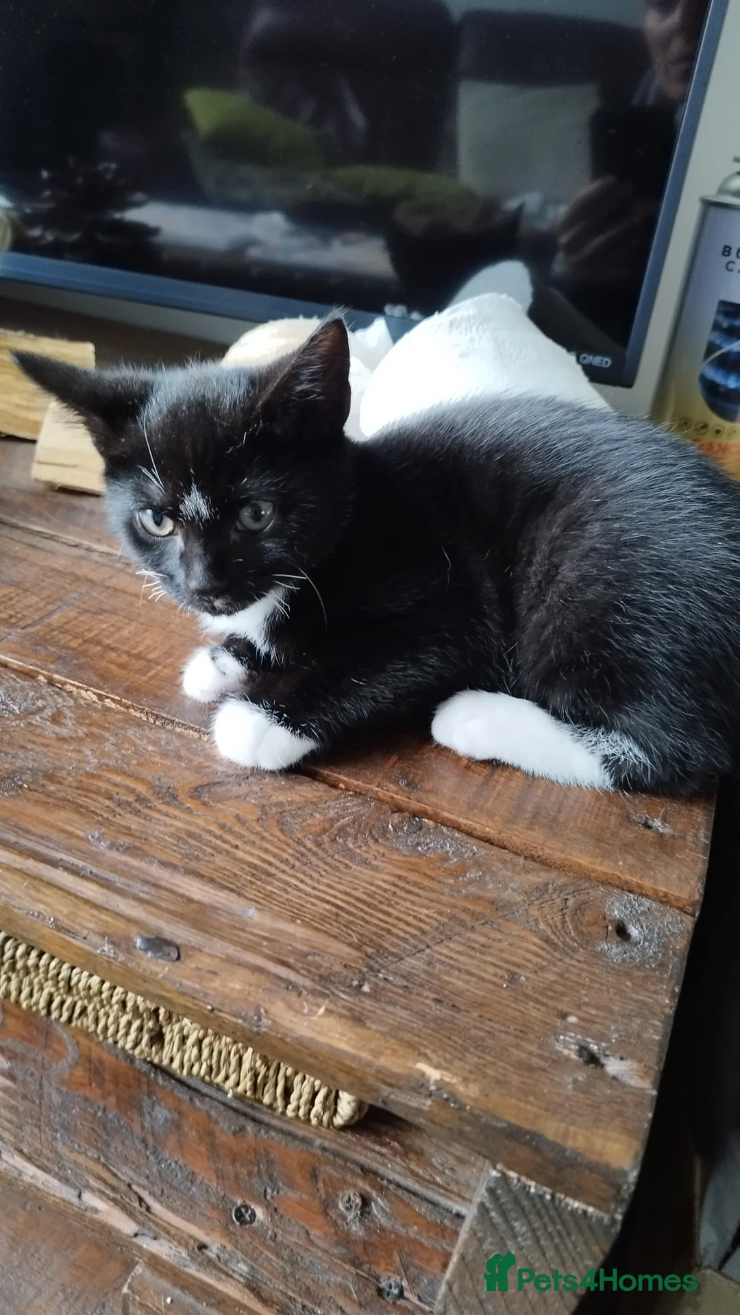 Mixed Breed cats for sale: 4 tuxedo black/white cuties looking for a home - Advert 32