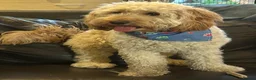 Mixed Breed dogs for stud: Beautiful and healthy Cockapoo for Stud in Leighton Buzzard - Advert 3