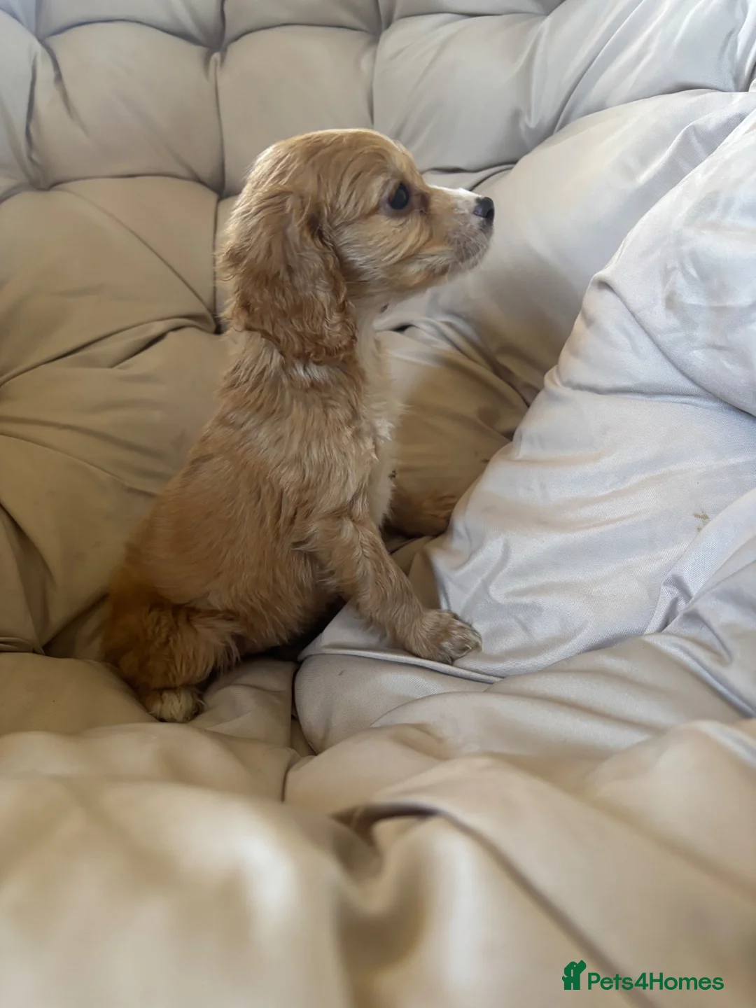 Cockapoo dogs for sale:  2 Beautiful cockapoo puppies left 🐶  - Advert 2
