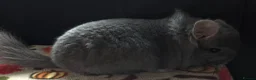 Chinchilla rodents for sale: A verity of Chinchillas rpa/rpac - Advert 16