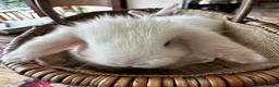 Mini Lop rabbits for sale: Mini lop babies-exceptionally well handled - Advert 10
