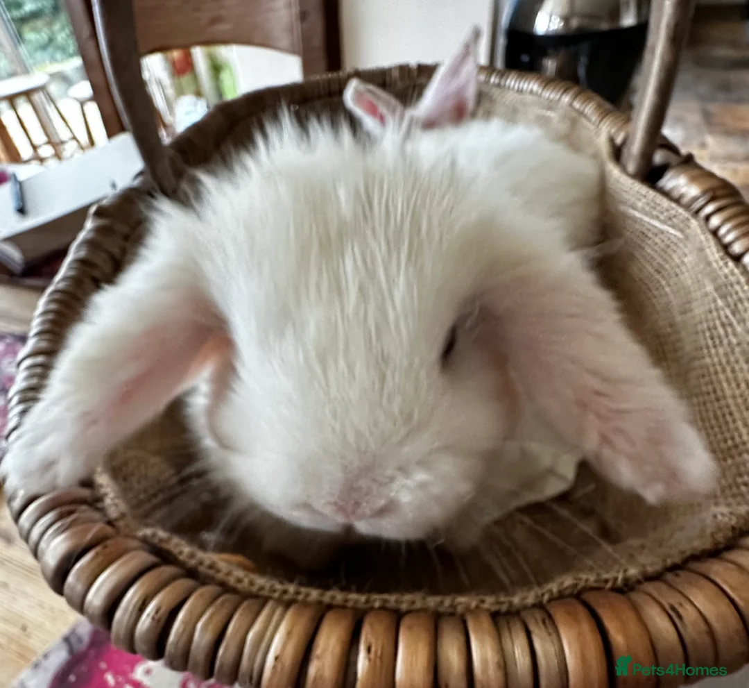 Mini Lop rabbits for sale: Mini lop babies-exceptionally well handled - Advert 10