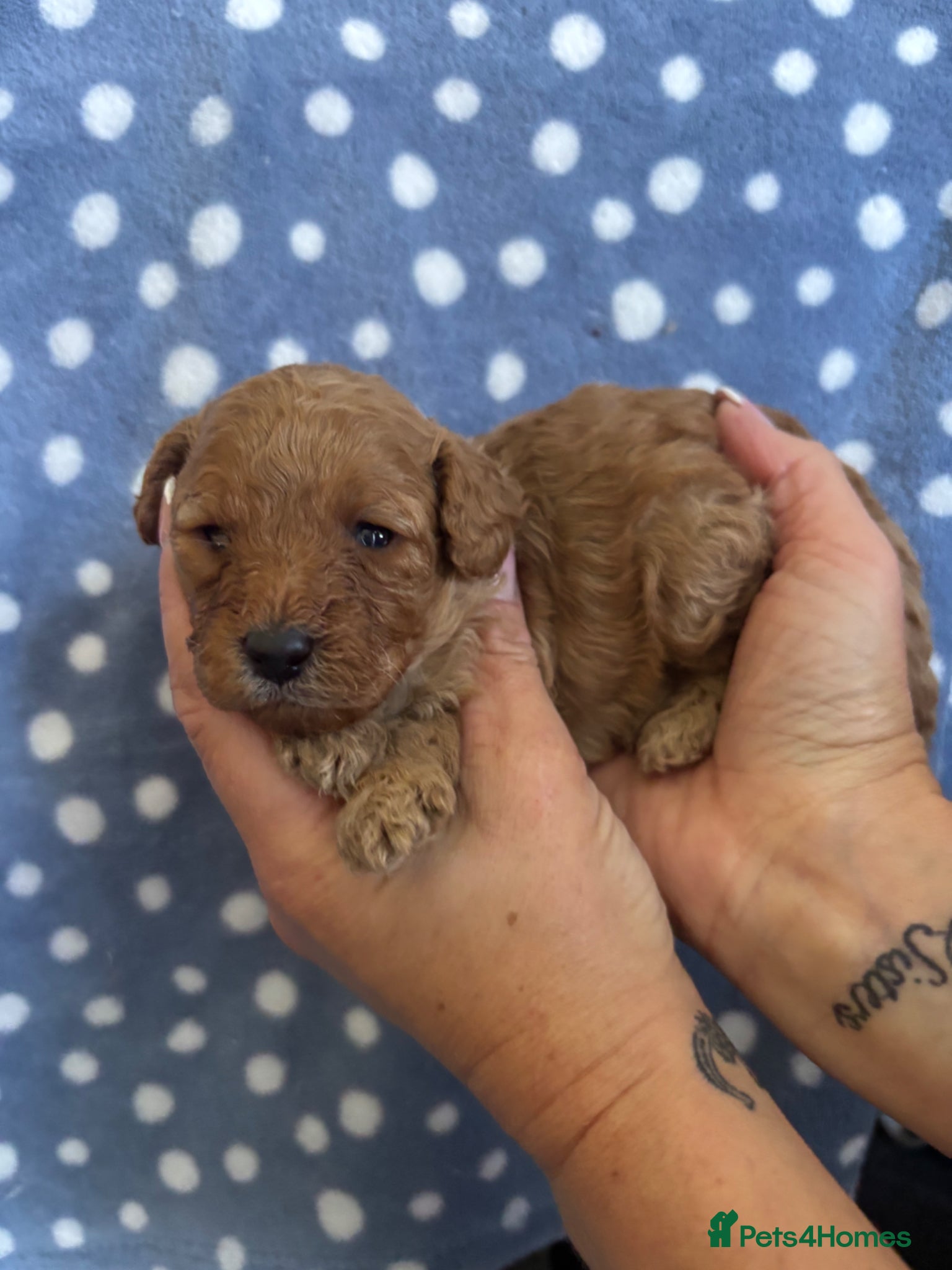 Cavapoo dogs Stunning red toy cavapoo pups  - Advert 3