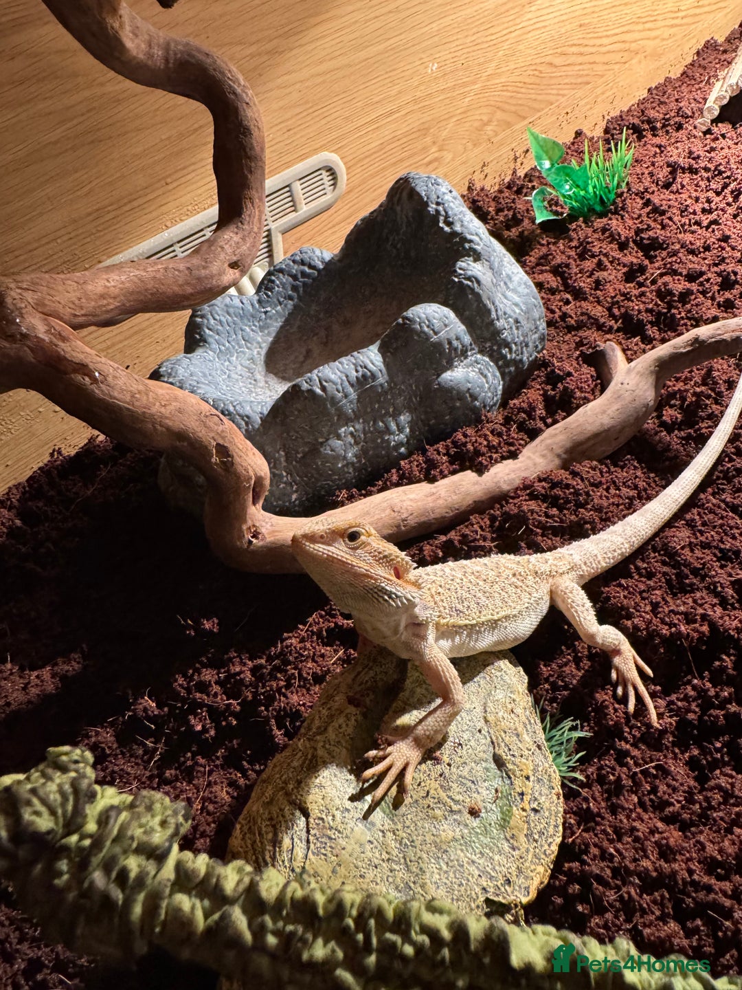 Bearded Dragon reptiles for sale: Miss pickles  - Advert 5