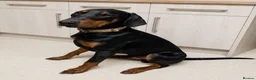 Mixed Breed dogs for sale: Cane Corso x Dobermann puppies expected. in Colchester - Advert 6
