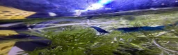 Shrimps fish for sale: Blue velvet shrimp neocaridina in Thornton Heath - Advert 3