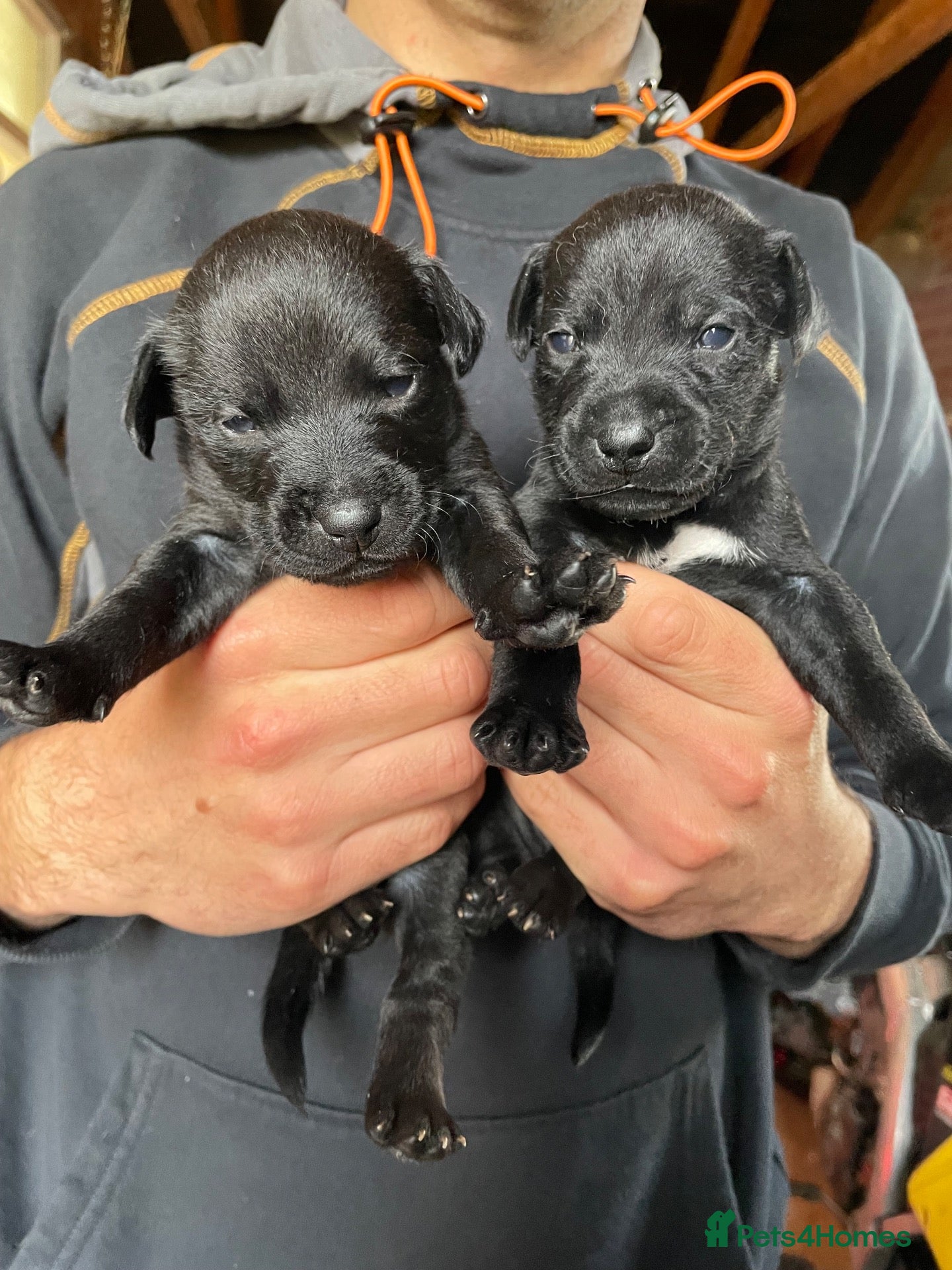 Patterdale Terrier dogs for sale: Beautiful Black Patterdale Boy  - Advert 19