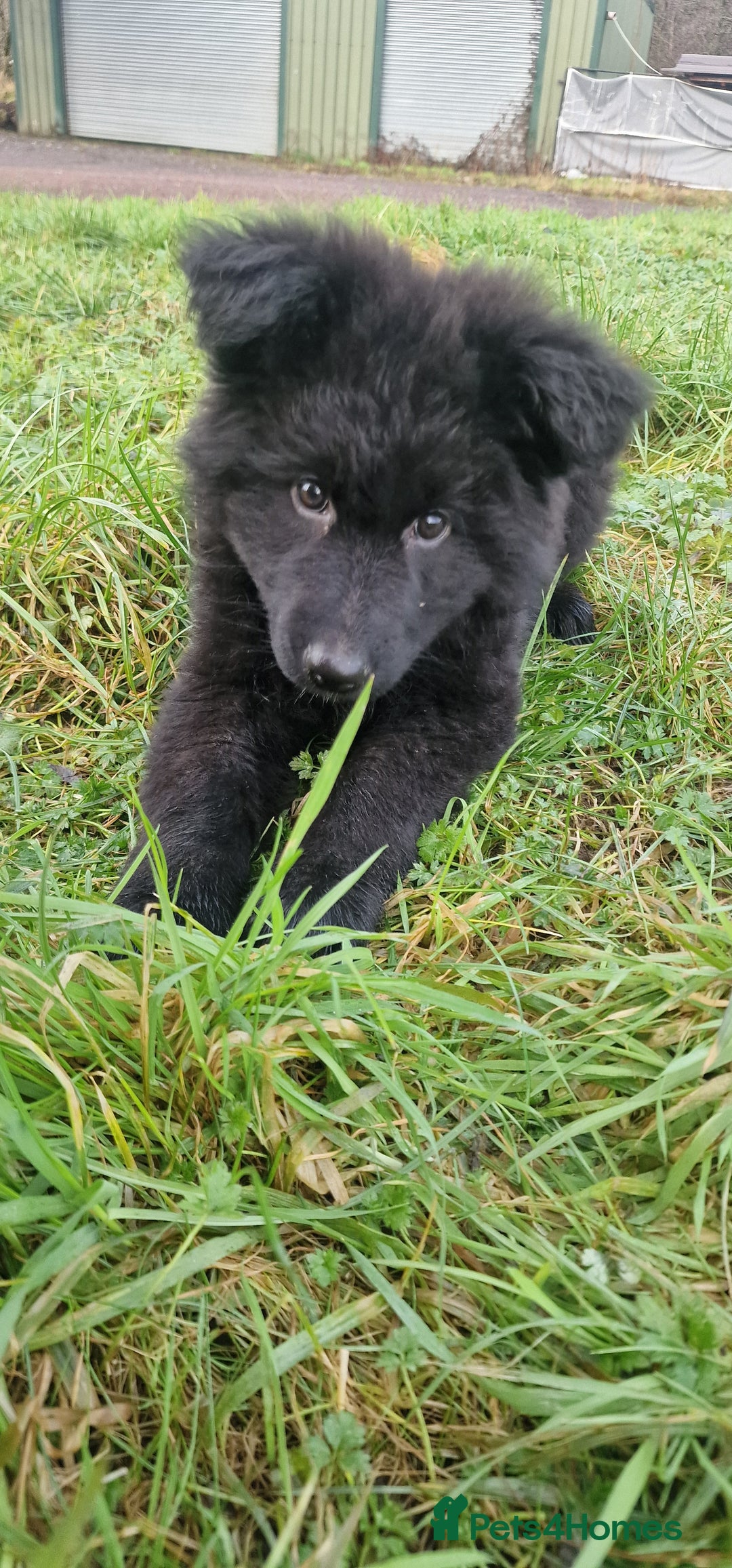 German Shepherd dogs for sale: German Shepherd pups  - Advert 4