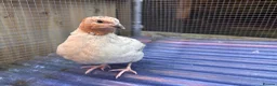 Quail poultry for sale: Male Japanese Quail  - Advert 2