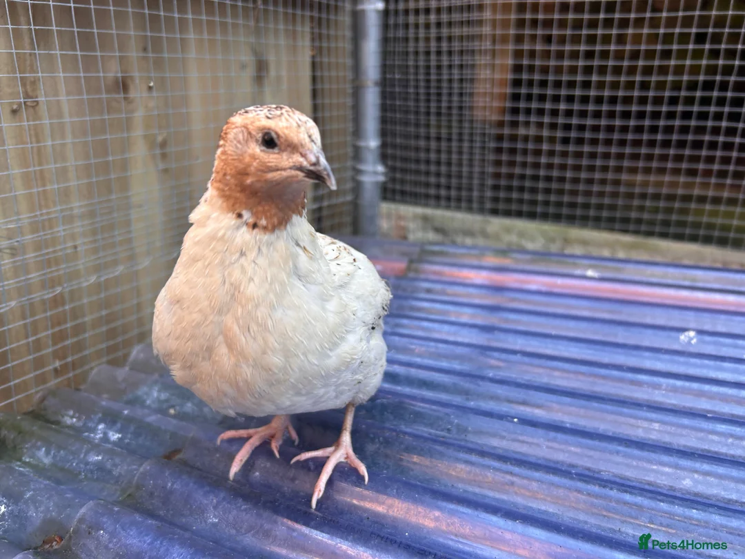 Quail poultry for sale: Male Japanese Quail  - Advert 2
