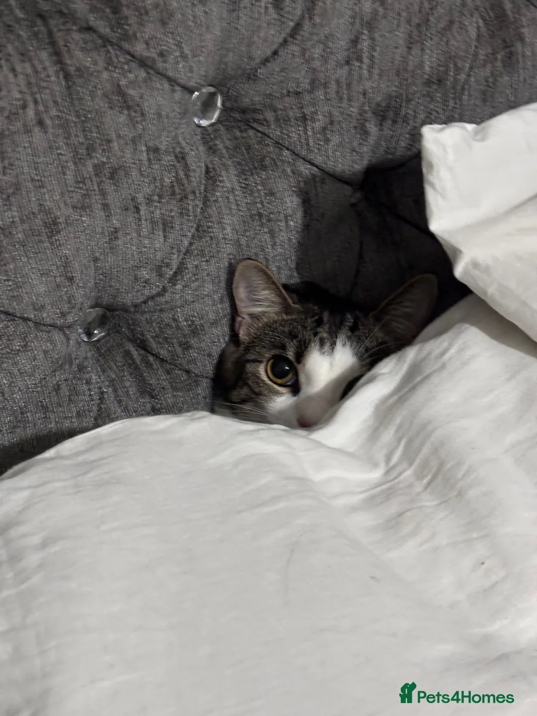 Domestic Shorthair cats for sale: 2 year old sweet boy looking for his forever home - Advert 2